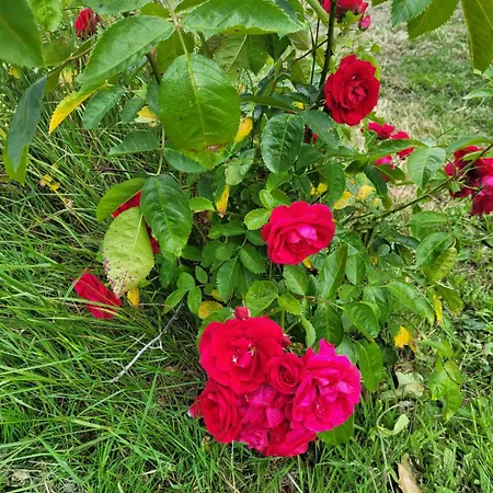 Πανσιόν Charmante Chaumiere Au Coeur De La Briere